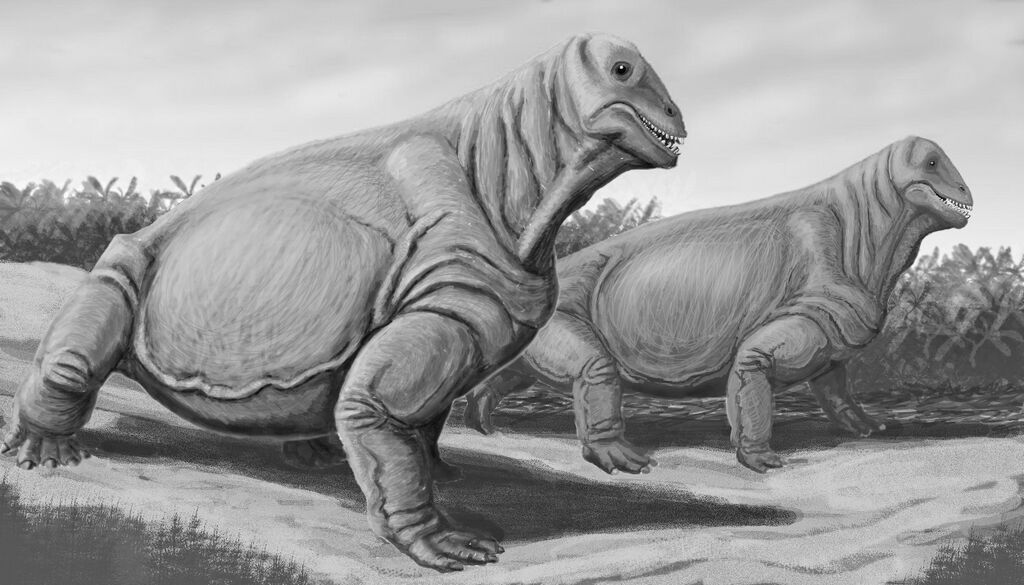 Файл:Moschops capensis.jpg