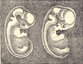 Эмбрионы человека и собаки.png