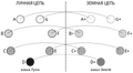 ЕПБ - ТД, т.1, с.6, ш.4, Диаграмма 2 - Планетные цепи.svg